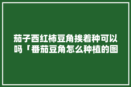 茄子西红柿豆角挨着种可以吗「番茄豆角怎么种植的图片大全」 土壤施肥 茄子西红柿豆角挨着种可以吗「番茄豆角怎么种植的图片大全」 茄子西红柿豆角挨着种可以吗「番茄豆角怎么种植的图片大全」 土壤施肥