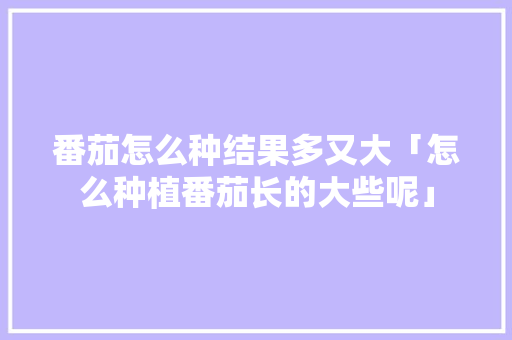 番茄怎么种结果多又大「怎么种植番茄长的大些呢」 番茄病虫害防治 番茄怎么种结果多又大「怎么种植番茄长的大些呢」 番茄怎么种结果多又大「怎么种植番茄长的大些呢」 番茄病虫害防治