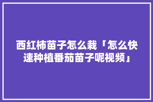 西红柿苗子怎么栽「怎么快速种植番茄苗子呢视频」 西红柿苗子怎么栽「怎么快速种植番茄苗子呢视频」 土壤施肥