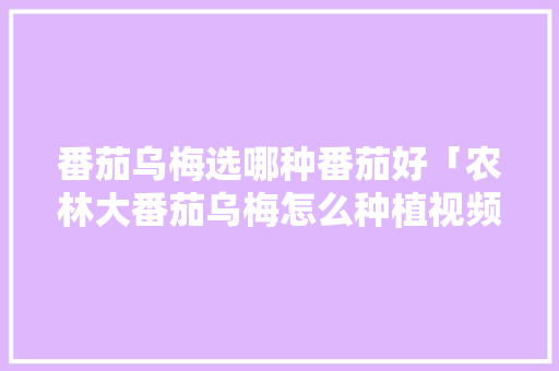 番茄乌梅选哪种番茄好「农林大番茄乌梅怎么种植视频」