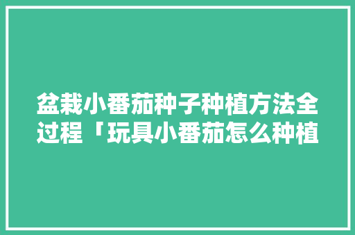盆栽小番茄种子种植方法全过程「玩具小番茄怎么种植视频」 盆栽小番茄种子种植方法全过程「玩具小番茄怎么种植视频」 番茄种植技巧