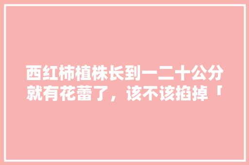 西红柿植株长到一二十公分就有花蕾了，该不该掐掉「种植番茄怎么打理的好看呢」 西红柿植株长到一二十公分就有花蕾了，该不该掐掉「种植番茄怎么打理的好看呢」 农业常识