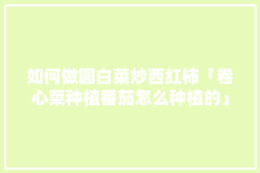 如何做圆白菜炒西红柿「卷心菜种植番茄怎么种植的」 如何做圆白菜炒西红柿「卷心菜种植番茄怎么种植的」 农业常识