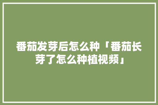 番茄发芽后怎么种「番茄长芽了怎么种植视频」 番茄发芽后怎么种「番茄长芽了怎么种植视频」 花朵知识