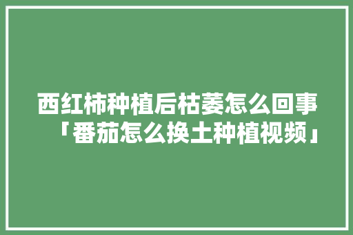 西红柿种植后枯萎怎么回事「番茄怎么换土种植视频」 西红柿种植后枯萎怎么回事「番茄怎么换土种植视频」 番茄病虫害防治