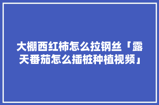 大棚西红柿怎么拉钢丝「露天番茄怎么插桩种植视频」
