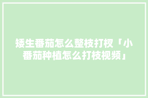 矮生番茄怎么整枝打杈「小番茄种植怎么打枝视频」 矮生番茄怎么整枝打杈「小番茄种植怎么打枝视频」 土壤施肥
