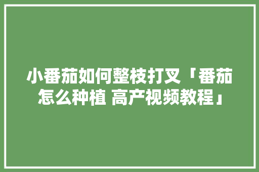 小番茄如何整枝打叉「番茄怎么种植 高产视频教程」 小番茄如何整枝打叉「番茄怎么种植 高产视频教程」 花朵知识
