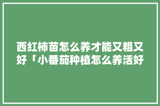 西红柿苗怎么养才能又粗又好「小番茄种植怎么养活好呢视频」 西红柿苗怎么养才能又粗又好「小番茄种植怎么养活好呢视频」 种植技巧
