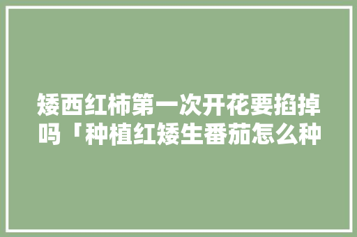 矮西红柿第一次开花要掐掉吗「种植红矮生番茄怎么种植视频」 土壤施肥 矮西红柿第一次开花要掐掉吗「种植红矮生番茄怎么种植视频」 矮西红柿第一次开花要掐掉吗「种植红矮生番茄怎么种植视频」 土壤施肥
