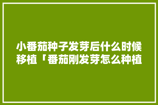 小番茄种子发芽后什么时候移植「番茄刚发芽怎么种植视频」 小番茄种子发芽后什么时候移植「番茄刚发芽怎么种植视频」 农业常识