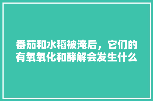 番茄和水稻被淹后，它们的有氧氧化和酵解会发生什么变化「种植番茄被淹怎么救活」