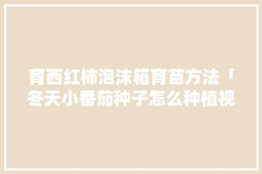 育西红柿泡沫箱育苗方法「冬天小番茄种子怎么种植视频」 育西红柿泡沫箱育苗方法「冬天小番茄种子怎么种植视频」 番茄种植技巧