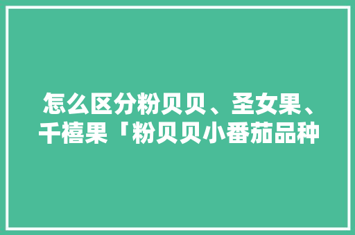 怎么区分粉贝贝、圣女果、千禧果「粉贝贝小番茄品种有哪些」 怎么区分粉贝贝、圣女果、千禧果「粉贝贝小番茄品种有哪些」 种植技巧