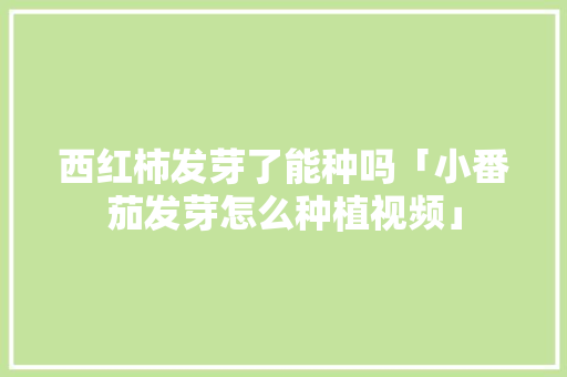 西红柿发芽了能种吗「小番茄发芽怎么种植视频」 番茄种植技巧 西红柿发芽了能种吗「小番茄发芽怎么种植视频」 西红柿发芽了能种吗「小番茄发芽怎么种植视频」 番茄种植技巧