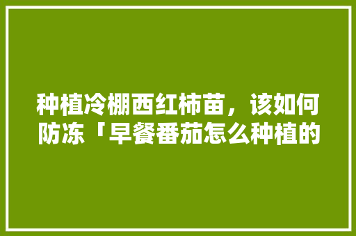 种植冷棚西红柿苗，该如何防冻「早餐番茄怎么种植的视频」 种植冷棚西红柿苗，该如何防冻「早餐番茄怎么种植的视频」 农业常识