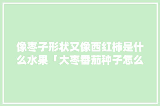 像枣子形状又像西红柿是什么水果「大枣番茄种子怎么种植视频」 像枣子形状又像西红柿是什么水果「大枣番茄种子怎么种植视频」 植物种类