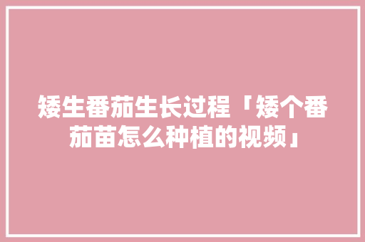 矮生番茄生长过程「矮个番茄苗怎么种植的视频」 番茄种植技巧 矮生番茄生长过程「矮个番茄苗怎么种植的视频」 矮生番茄生长过程「矮个番茄苗怎么种植的视频」 番茄种植技巧