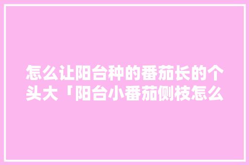 怎么让阳台种的番茄长的个头大「阳台小番茄侧枝怎么种植视频」 怎么让阳台种的番茄长的个头大「阳台小番茄侧枝怎么种植视频」 种植技巧