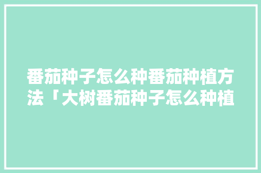 番茄种子怎么种番茄种植方法「大树番茄种子怎么种植视频」 番茄种子怎么种番茄种植方法「大树番茄种子怎么种植视频」 种植技巧