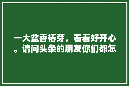 一大盆香椿芽，看着好开心。请问头条的朋友你们都怎么吃「马蹄大番茄怎么种植视频教程」