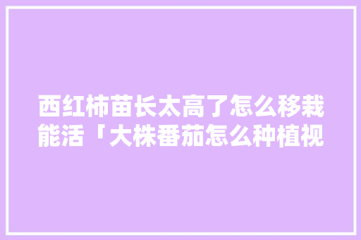 西红柿苗长太高了怎么移栽能活「大株番茄怎么种植视频」 西红柿苗长太高了怎么移栽能活「大株番茄怎么种植视频」 番茄种植技巧