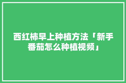 西红柿早上种植方法「新手番茄怎么种植视频」 西红柿早上种植方法「新手番茄怎么种植视频」 番茄种植技巧