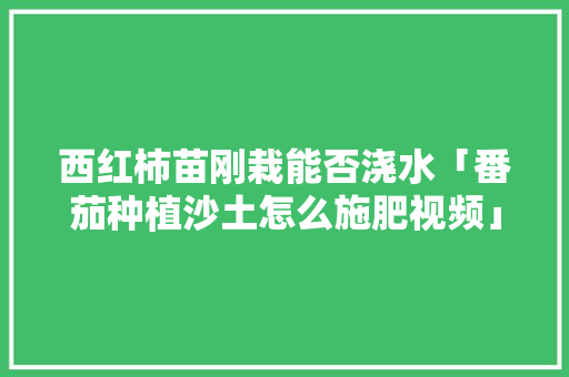 西红柿苗刚栽能否浇水「番茄种植沙土怎么施肥视频」 西红柿苗刚栽能否浇水「番茄种植沙土怎么施肥视频」 农业常识
