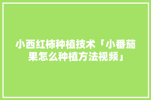 小西红柿种植技术「小番茄果怎么种植方法视频」 小西红柿种植技术「小番茄果怎么种植方法视频」 番茄种植技巧