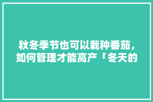 秋冬季节也可以栽种番茄，如何管理才能高产「冬天的番茄怎么种植视频」 秋冬季节也可以栽种番茄，如何管理才能高产「冬天的番茄怎么种植视频」 种植技巧