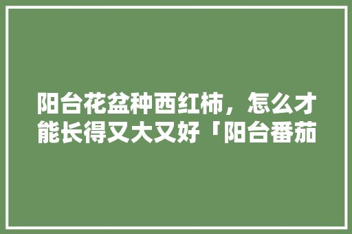 阳台花盆种西红柿，怎么才能长得又大又好「阳台番茄种植怎么管理好」 阳台花盆种西红柿，怎么才能长得又大又好「阳台番茄种植怎么管理好」 植物种类