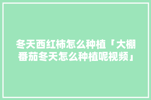 冬天西红柿怎么种植「大棚番茄冬天怎么种植呢视频」 冬天西红柿怎么种植「大棚番茄冬天怎么种植呢视频」 番茄种植技巧