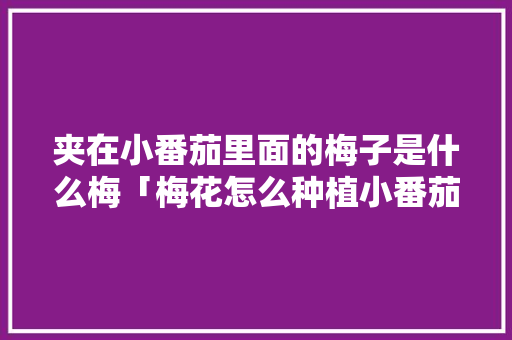 夹在小番茄里面的梅子是什么梅「梅花怎么种植小番茄呢视频」 夹在小番茄里面的梅子是什么梅「梅花怎么种植小番茄呢视频」 番茄种植技巧