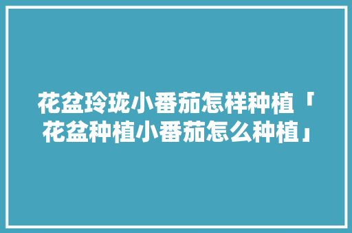 花盆玲珑小番茄怎样种植「花盆种植小番茄怎么种植」 花盆玲珑小番茄怎样种植「花盆种植小番茄怎么种植」 种植技巧
