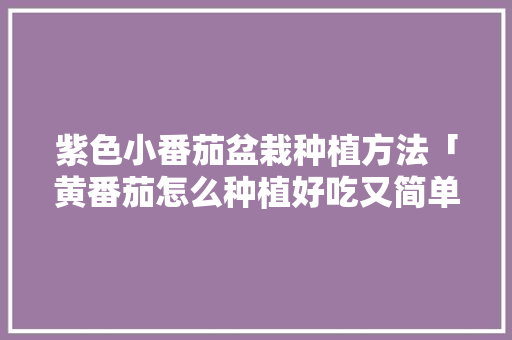 紫色小番茄盆栽种植方法「黄番茄怎么种植好吃又简单」 紫色小番茄盆栽种植方法「黄番茄怎么种植好吃又简单」 土壤施肥