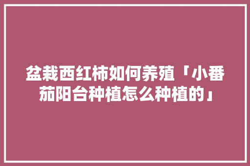 盆栽西红柿如何养殖「小番茄阳台种植怎么种植的」 盆栽西红柿如何养殖「小番茄阳台种植怎么种植的」 植物种类