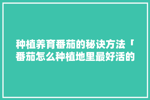 种植养育番茄的秘诀方法「番茄怎么种植地里最好活的」 种植养育番茄的秘诀方法「番茄怎么种植地里最好活的」 番茄病虫害防治
