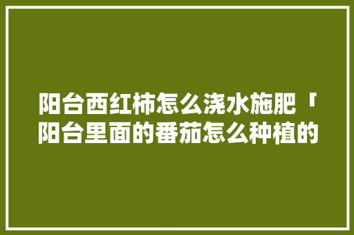 阳台西红柿怎么浇水施肥「阳台里面的番茄怎么种植的」 阳台西红柿怎么浇水施肥「阳台里面的番茄怎么种植的」 番茄种植技巧