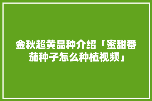 金秋超黄品种介绍「蜜甜番茄种子怎么种植视频」 番茄种植技巧 金秋超黄品种介绍「蜜甜番茄种子怎么种植视频」 金秋超黄品种介绍「蜜甜番茄种子怎么种植视频」 番茄种植技巧