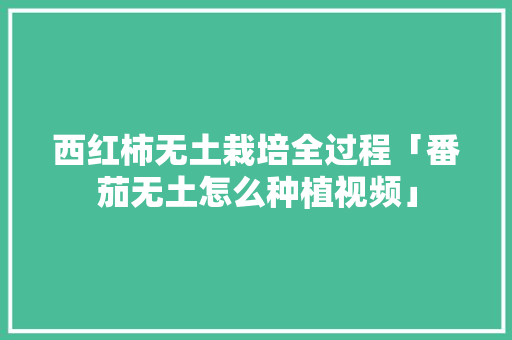 西红柿无土栽培全过程「番茄无土怎么种植视频」 西红柿无土栽培全过程「番茄无土怎么种植视频」 花朵知识