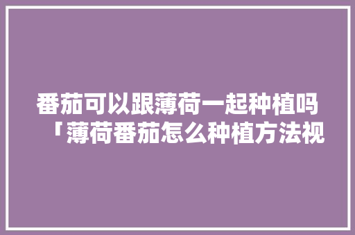 番茄可以跟薄荷一起种植吗「薄荷番茄怎么种植方法视频」 番茄可以跟薄荷一起种植吗「薄荷番茄怎么种植方法视频」 土壤施肥