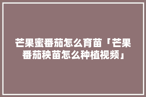 芒果蜜番茄怎么育苗「芒果番茄秧苗怎么种植视频」 芒果蜜番茄怎么育苗「芒果番茄秧苗怎么种植视频」 土壤施肥