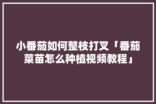 小番茄如何整枝打叉「番茄菜苗怎么种植视频教程」 小番茄如何整枝打叉「番茄菜苗怎么种植视频教程」 土壤施肥