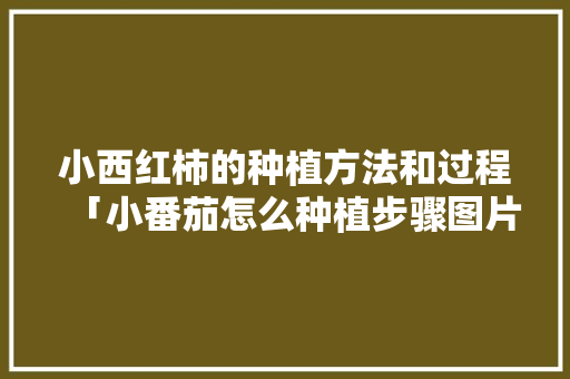 小西红柿的种植方法和过程「小番茄怎么种植步骤图片」 小西红柿的种植方法和过程「小番茄怎么种植步骤图片」 农业常识