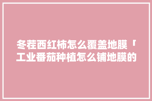 冬茬西红柿怎么覆盖地膜「工业番茄种植怎么铺地膜的」
