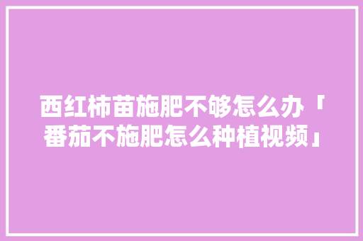 西红柿苗施肥不够怎么办「番茄不施肥怎么种植视频」 西红柿苗施肥不够怎么办「番茄不施肥怎么种植视频」 番茄种植技巧