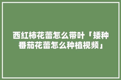 西红柿花蕾怎么带叶「矮种番茄花蕾怎么种植视频」 西红柿花蕾怎么带叶「矮种番茄花蕾怎么种植视频」 番茄病虫害防治