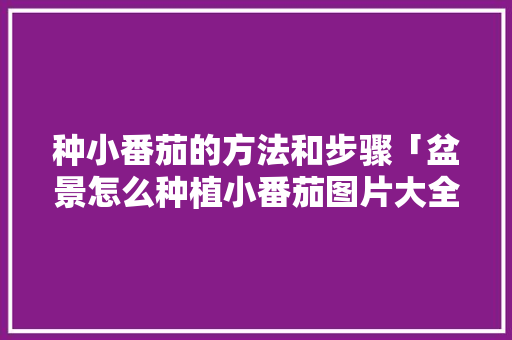 种小番茄的方法和步骤「盆景怎么种植小番茄图片大全」 种小番茄的方法和步骤「盆景怎么种植小番茄图片大全」 番茄种植技巧