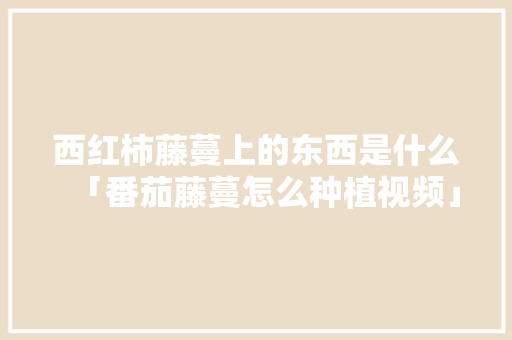 西红柿藤蔓上的东西是什么「番茄藤蔓怎么种植视频」 西红柿藤蔓上的东西是什么「番茄藤蔓怎么种植视频」 种植技巧