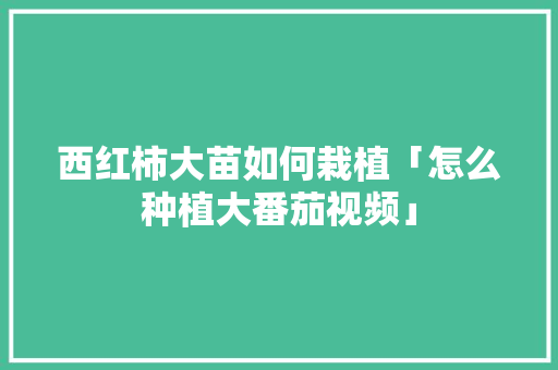 西红柿大苗如何栽植「怎么种植大番茄视频」 西红柿大苗如何栽植「怎么种植大番茄视频」 番茄病虫害防治